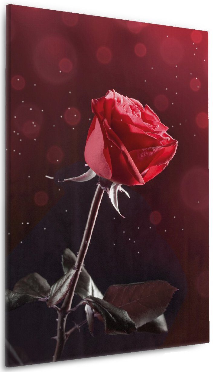 Wallario Leinwandbild, Rote Rose Single, in günstig online kaufen