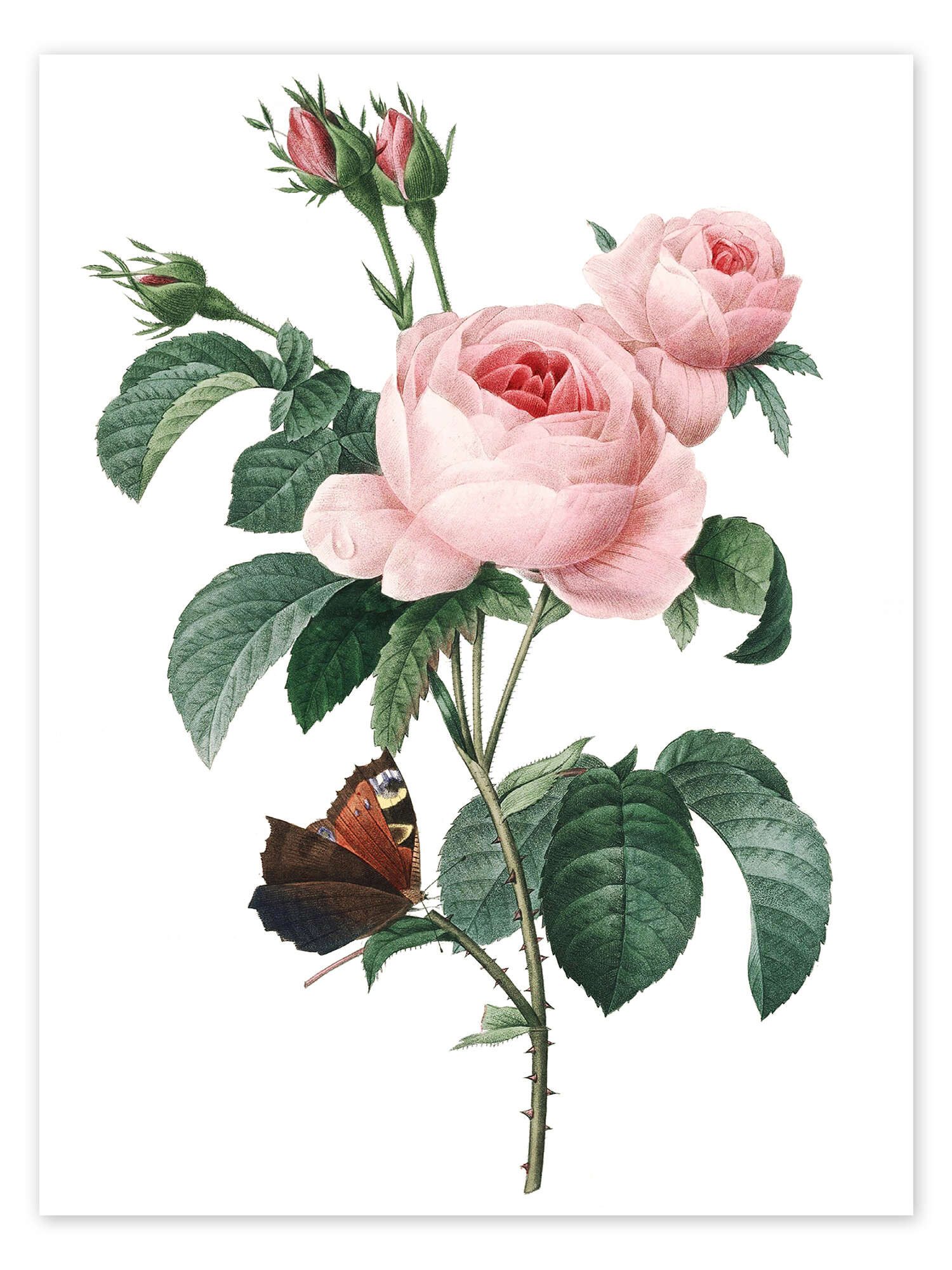 Posterlounge Wandbild Rose von hundert Blütenblättern, Pierre Joseph Redouté, erhältlich als Poster, Leinwandbild, Wandsticker oder Acrylglasbild