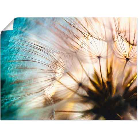 Artland Wandbild Pusteblume Makro abstrakt, Blumen (1 St), als Alubild, Outdoorbild, Leinwandbild, Poster, Wandaufkleber