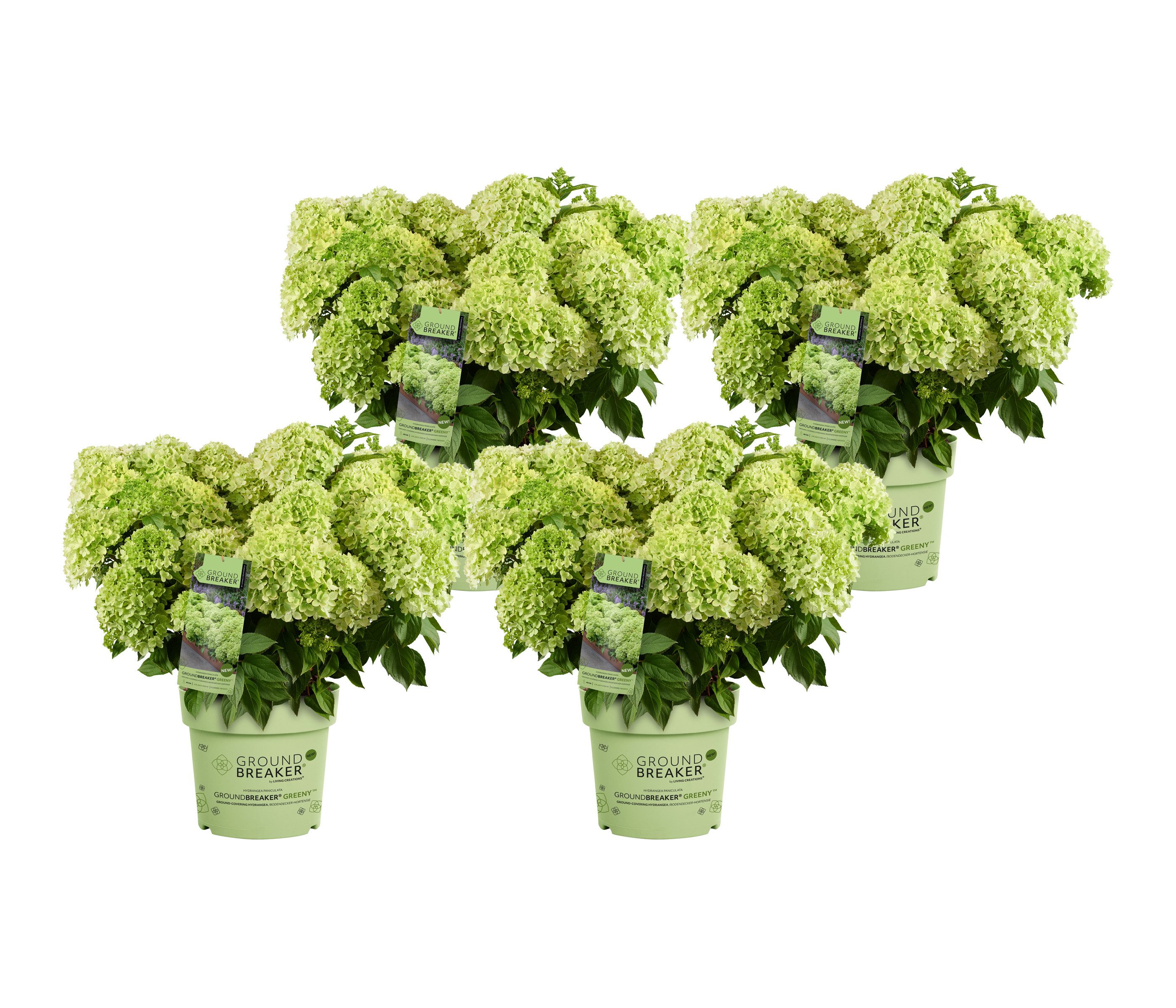 Dehner Gehölze Bodendecker-Rispenhortensie Groundbreaker® Greeny™, 4er Set, bodendeckender Zierstrauch für sonnige bis halbschattige Standorte