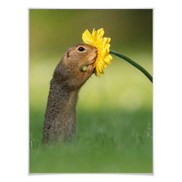 K&L Wall Art Poster Poster Collage van Duijn Waldtiere Erdhörnchen liebt Blume 3er Set, Wohnzimmer Wandbild modern