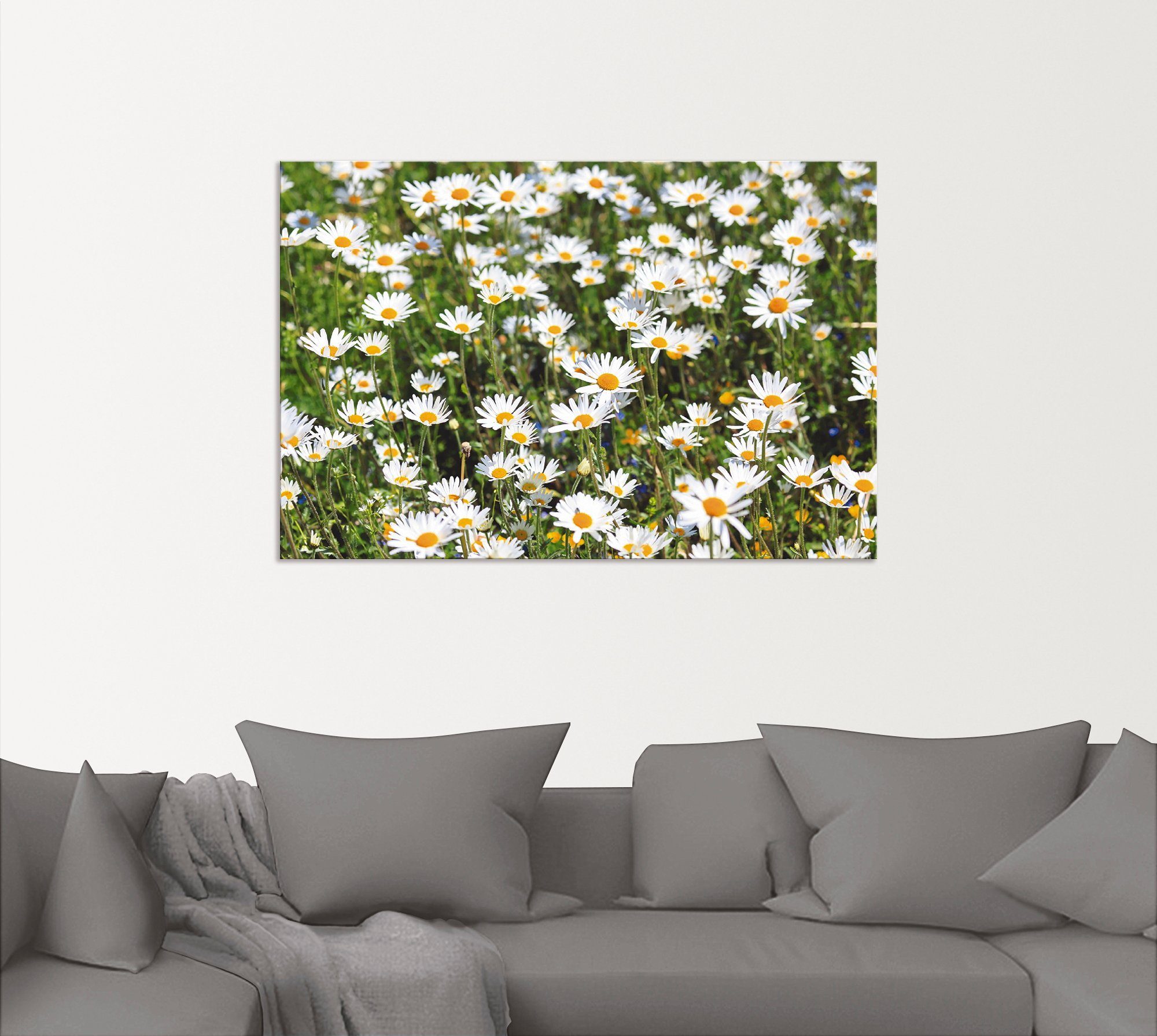 Artland Alu-Dibond-Druck Gänseblümchen, Blumen (1 St), für Innen- und Außenbereich geeignet, Outdoorbild