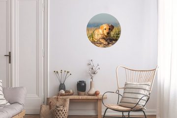 MuchoWow Gemälde Labrador Retriever Welpe auf den Sanddünen liegend, (1 St), Kreis Wanddekoration Forex, Rundes Wandbild, Wohnzimmer, 30x30 cm