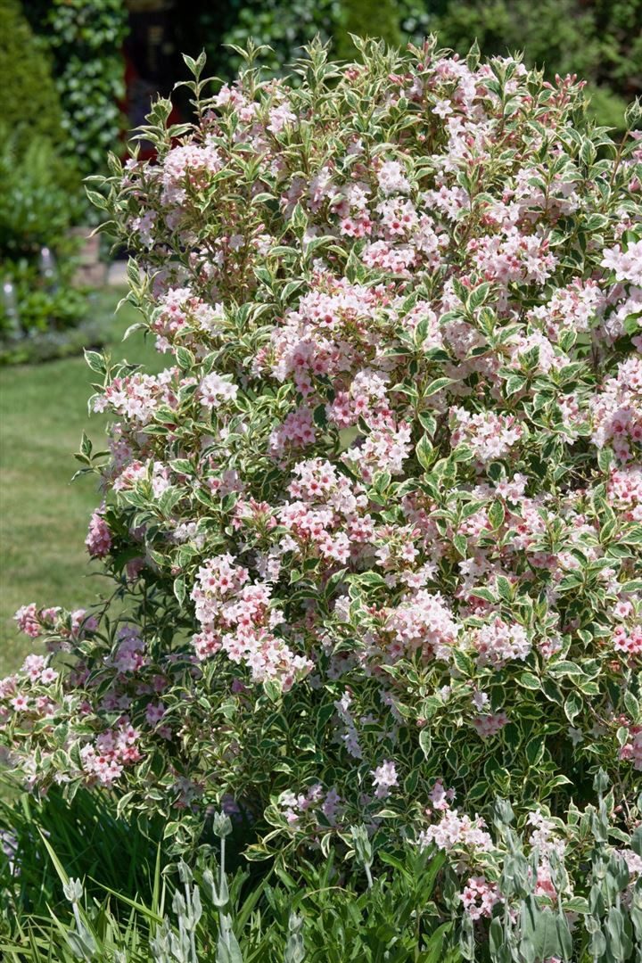 Pflanzen für Dich Hecken Weigela florida Variegata, 1 St., Weigelie, Weigelstrauch, buntlaubig, rosa Blüten