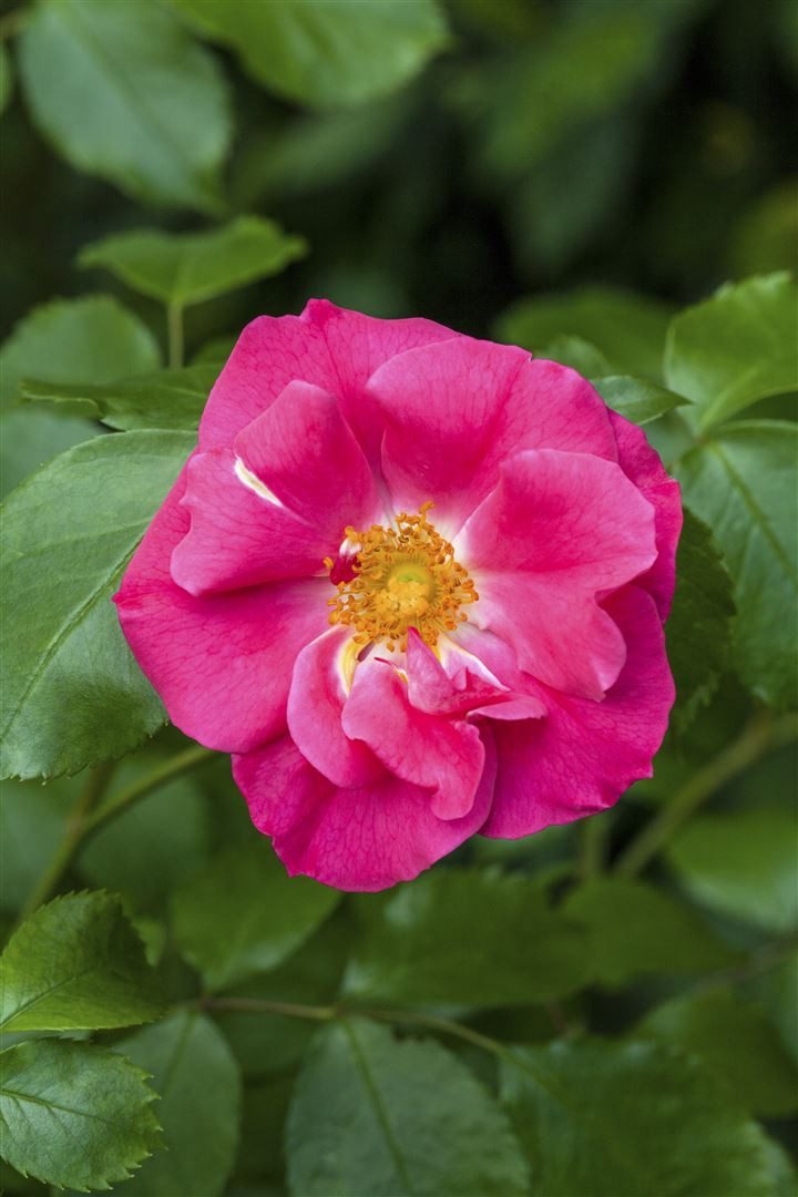 Pflanzen für Dich Rose Rosa rugosa rubra