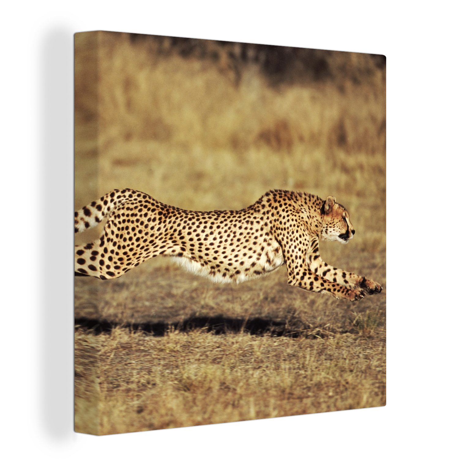 OneMillionCanvasses® Leinwandbild Vorderansicht eines weiblichen Geparden, (1 St), Leinwand Bilder für Wohnzimmer Schlafzimmer