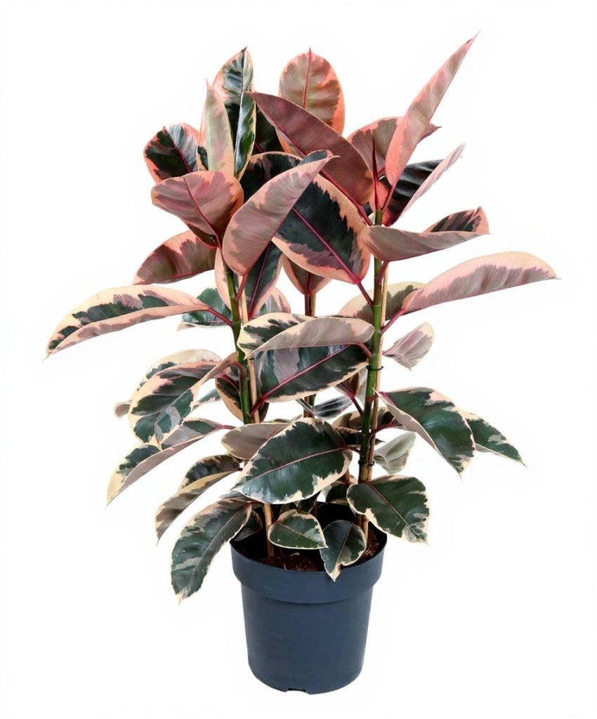 Pflanzen für Dich Zimmerpflanze Ficus Belize, 1 St., buntes Laub, luftreinigend