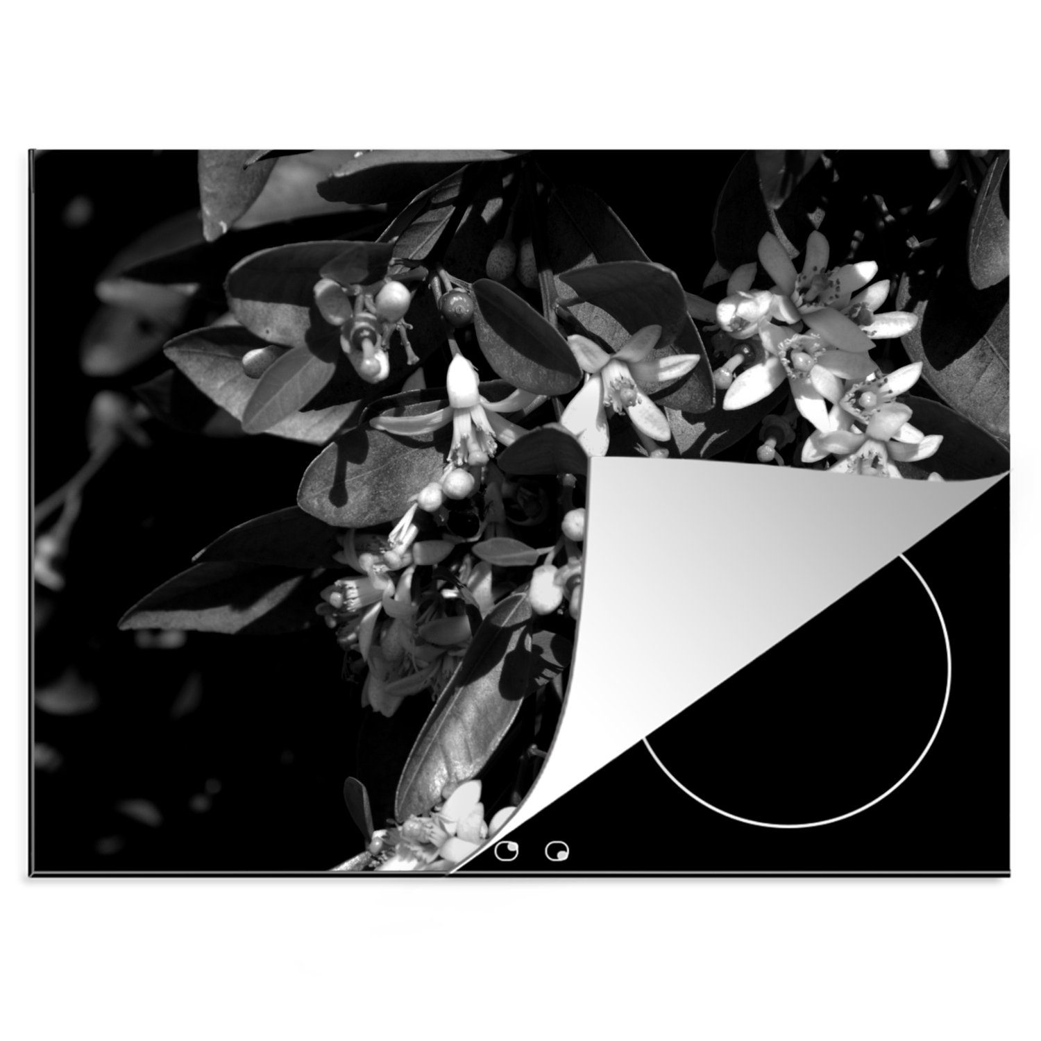 MuchoWow Herdblende-/Abdeckplatte Orangenblüte in der Blüte auf einem Baum - schwarz und weiß, Vinyl, (1 tlg), 70x52 cm, Mobile Arbeitsfläche nutzbar, Ceranfeldabdeckung