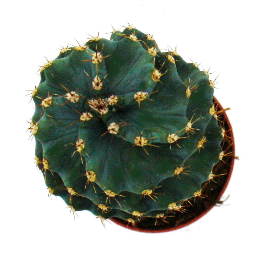 Exotenherz Kaktus Cereus jamacaru "Spiralis" Spiralkaktus im Mini-Format im günstig online kaufen