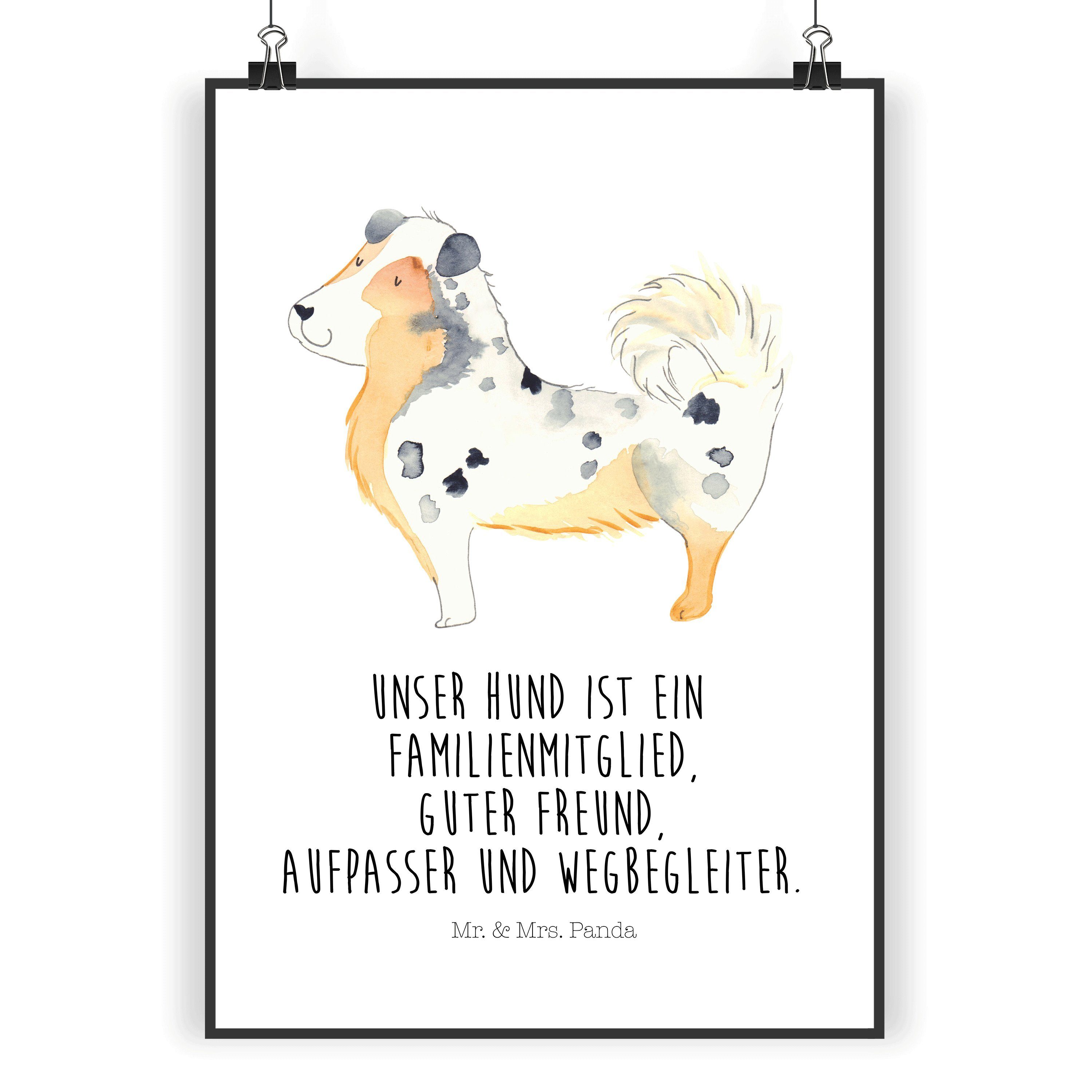 Poster DIN A3 Australien Shepherd - Weiß - Geschenk, Wanddeko, Wanddekoratio