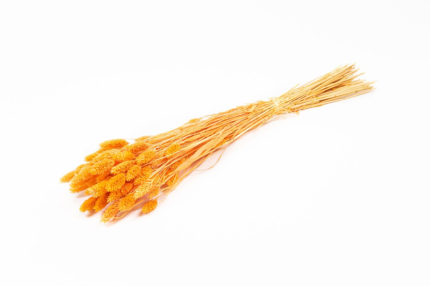 Trockenblume Getrocknetes Kanariengras BRAGILA im Bund, orange, 5, INNA-Glas, Höhe 75.0 cm