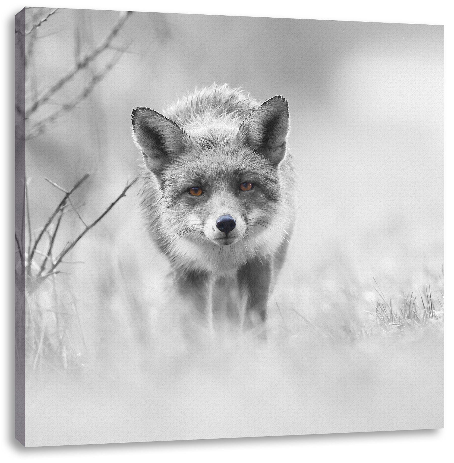 fertig Fuchs schleichender St), schleichender Leinwandbild hübscher Pixxprint Fuchs, bespannt, Zackenaufhänger hübscher inkl. Leinwandbild (1