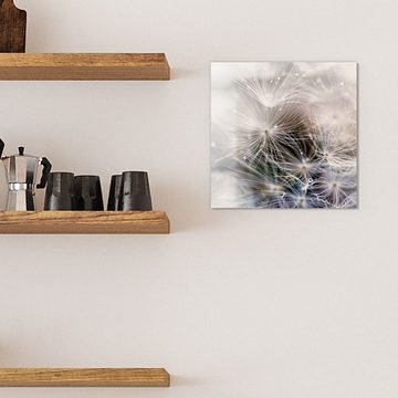 DEQORI Magnettafel 'Detailaufnahme Pusteblume', Whiteboard Pinnwand beschreibbar