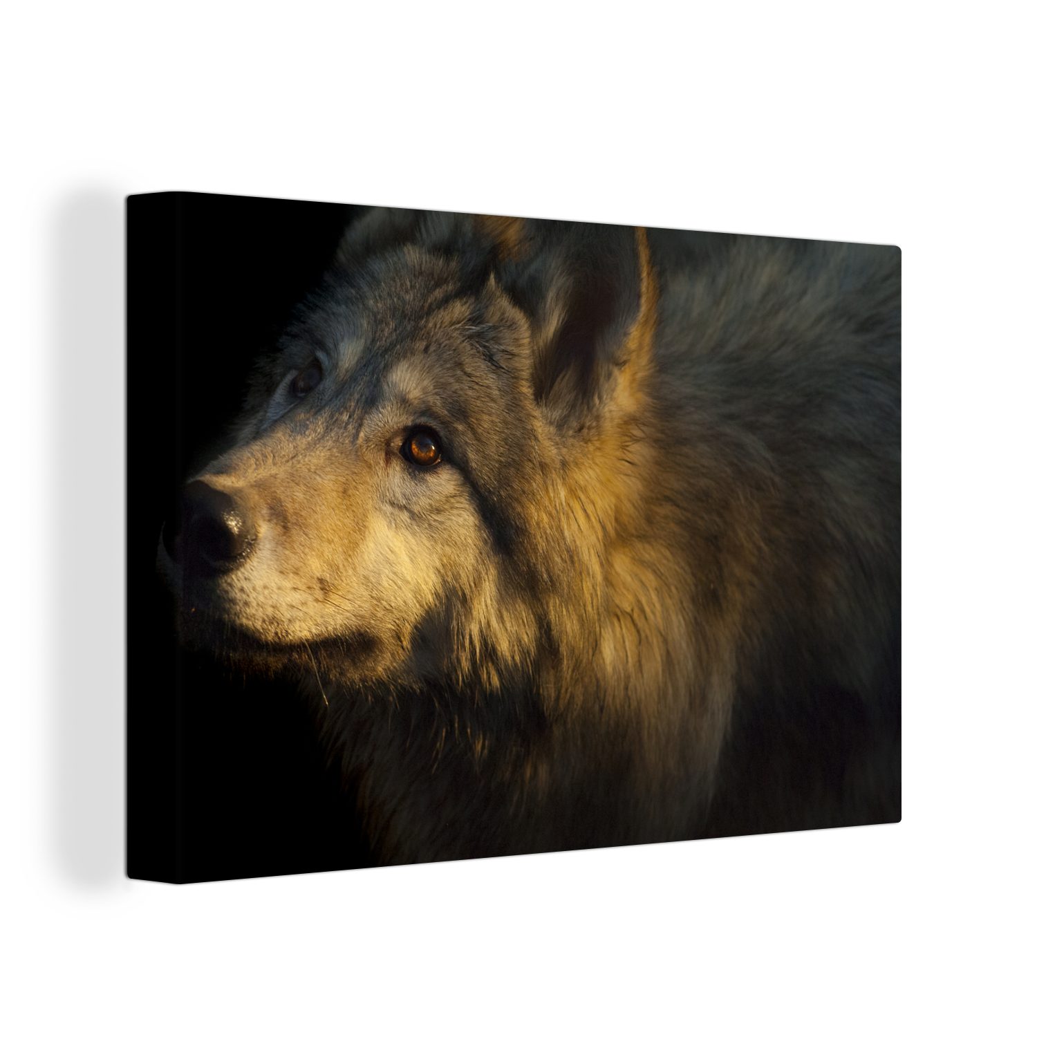 OneMillionCanvasses® Leinwandbild Wolf - Gold - Sonne, (1 St), Wandbild Leinwandbilder, Aufhängefertig, Wanddeko, 30x20 cm