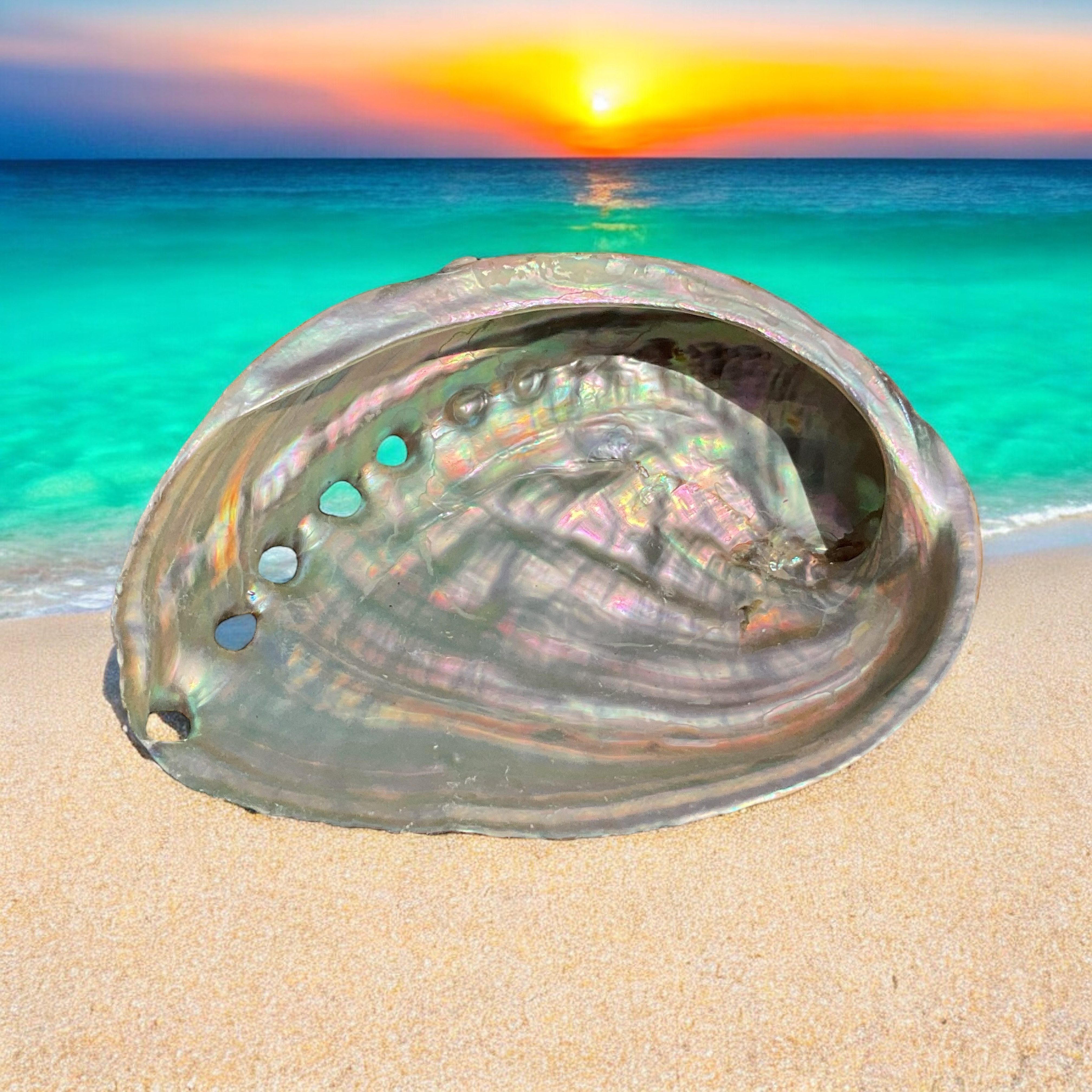 Steinfixx® Dekoschale Abalone Paua Muschel I Räucherschale I Perlmutt Meeresmuschel (100 % echt aus Mexiko, 1 St., Seifenschale I Schmuckschale), 100x70x15 mm – Bild 3 von 5
