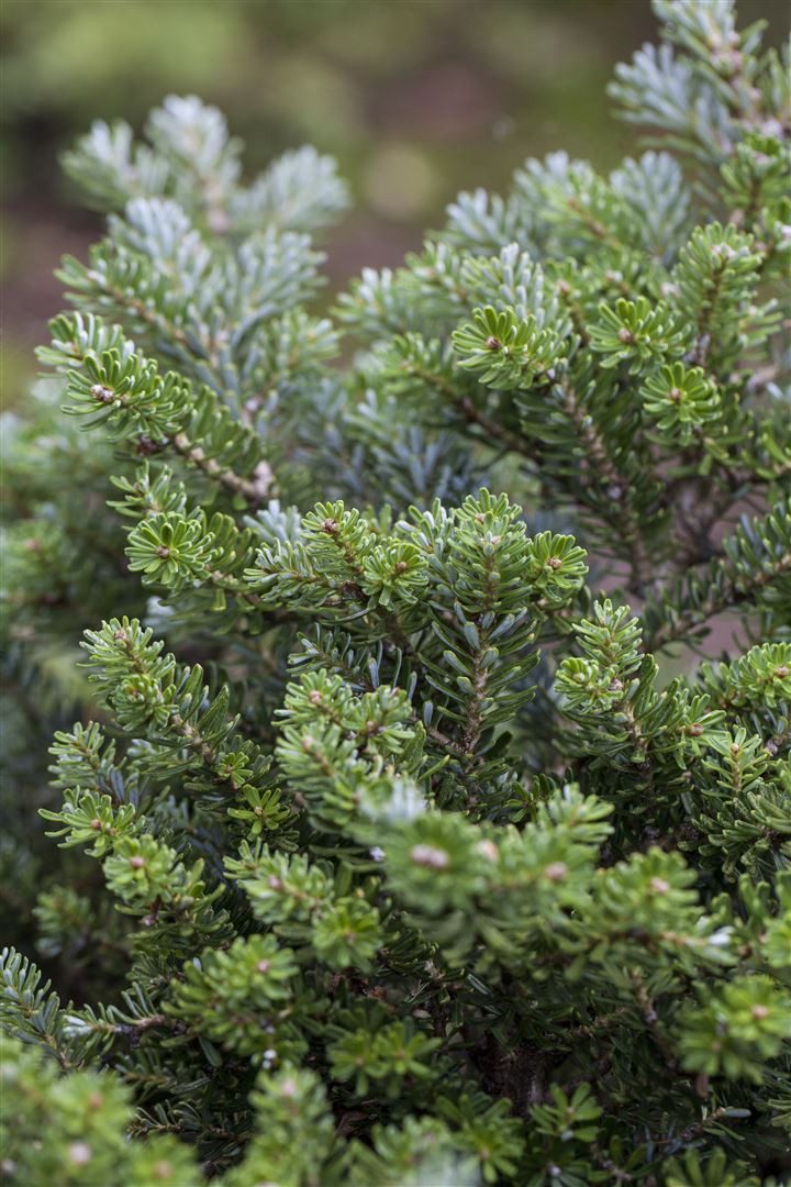 Pflanzen für Dich Konifere Abies koreana Silberperl, 1 St., Koreanische Tanne, silberne Zapfen, kompakter Wuchs