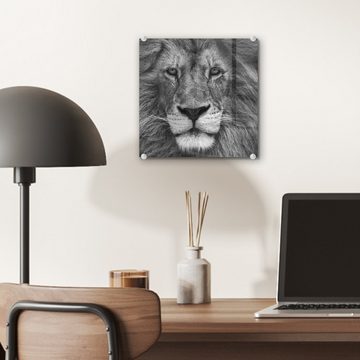 MuchoWow Acrylglasbild Tierprofil Persischer Löwe in schwarz und weiß, (1 St), Glasbilder - Bilder auf Glas Wandbild - Foto auf Glas - Wanddekoration