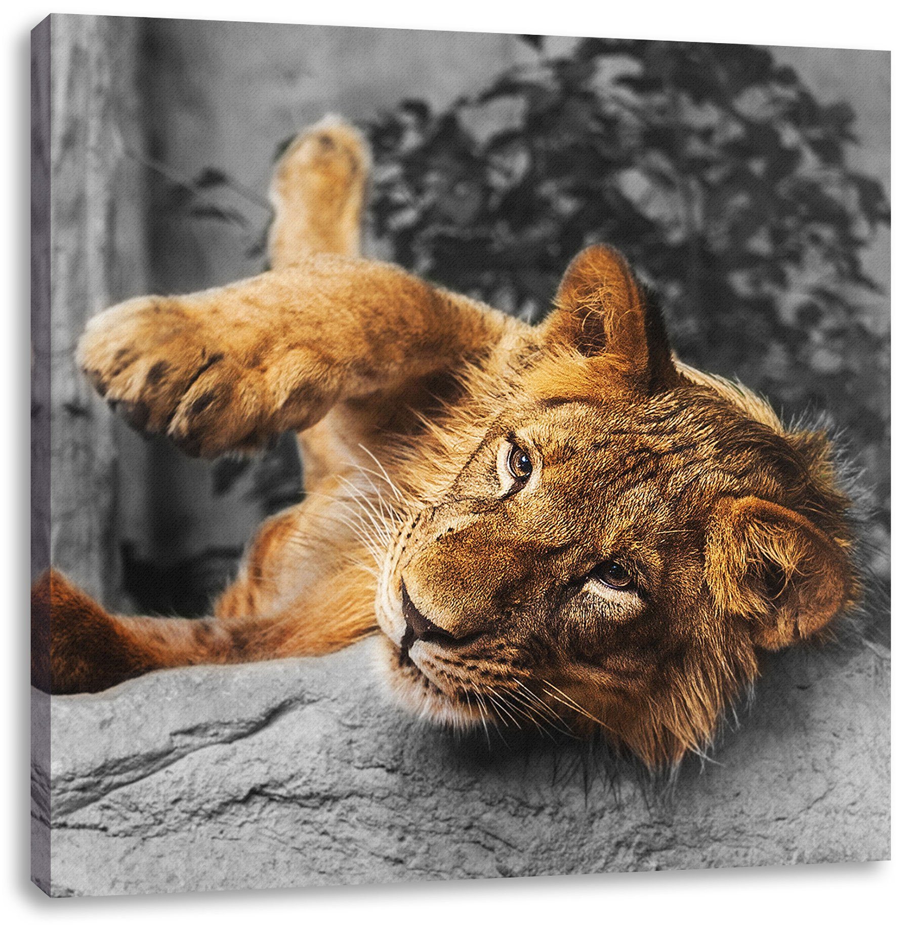 Löwe, verspielter fertig kleiner kleiner Zackenaufhänger Leinwandbild Pixxprint St), bespannt, (1 Löwe inkl. verspielter Leinwandbild