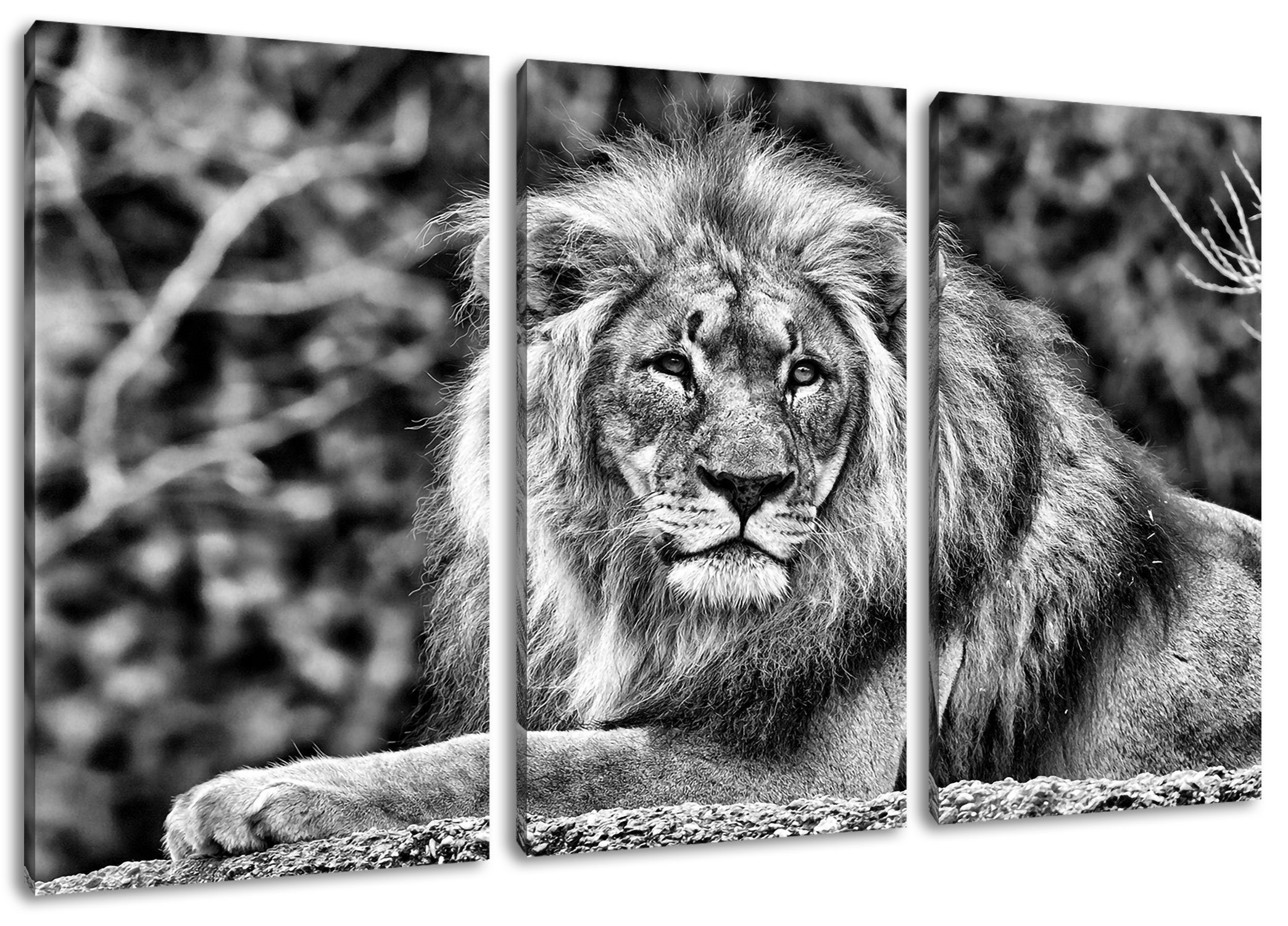 Pixxprint Leinwandbild majestätischer Löwe auf Stein, majestätischer Löwe auf Stein 3Teiler (120x80cm) (1 St), Leinwandbild fertig bespannt, inkl. Zackenaufhänger