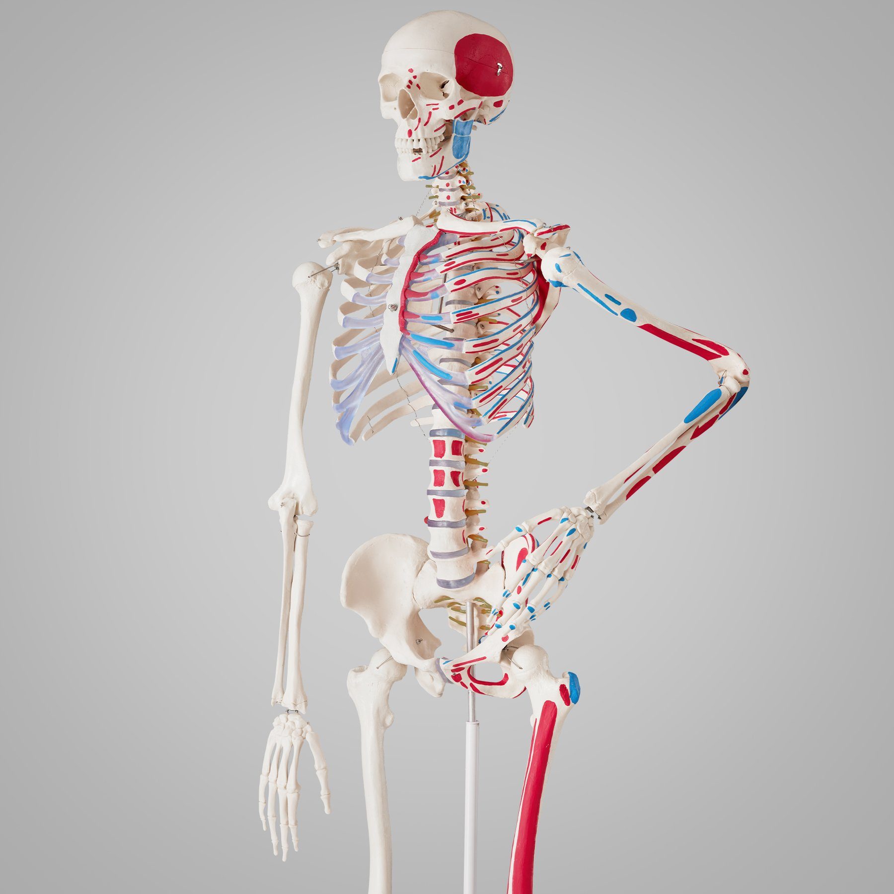 tectake Dekoobjekt Günni Anatomie-Skelettmodell - Lebensgroß mit Muskelmarkierung (Einzelartikel, 1 St), Schädel zum Öffnen, bewegliche Gelenke und abnehmbare Extremitäten