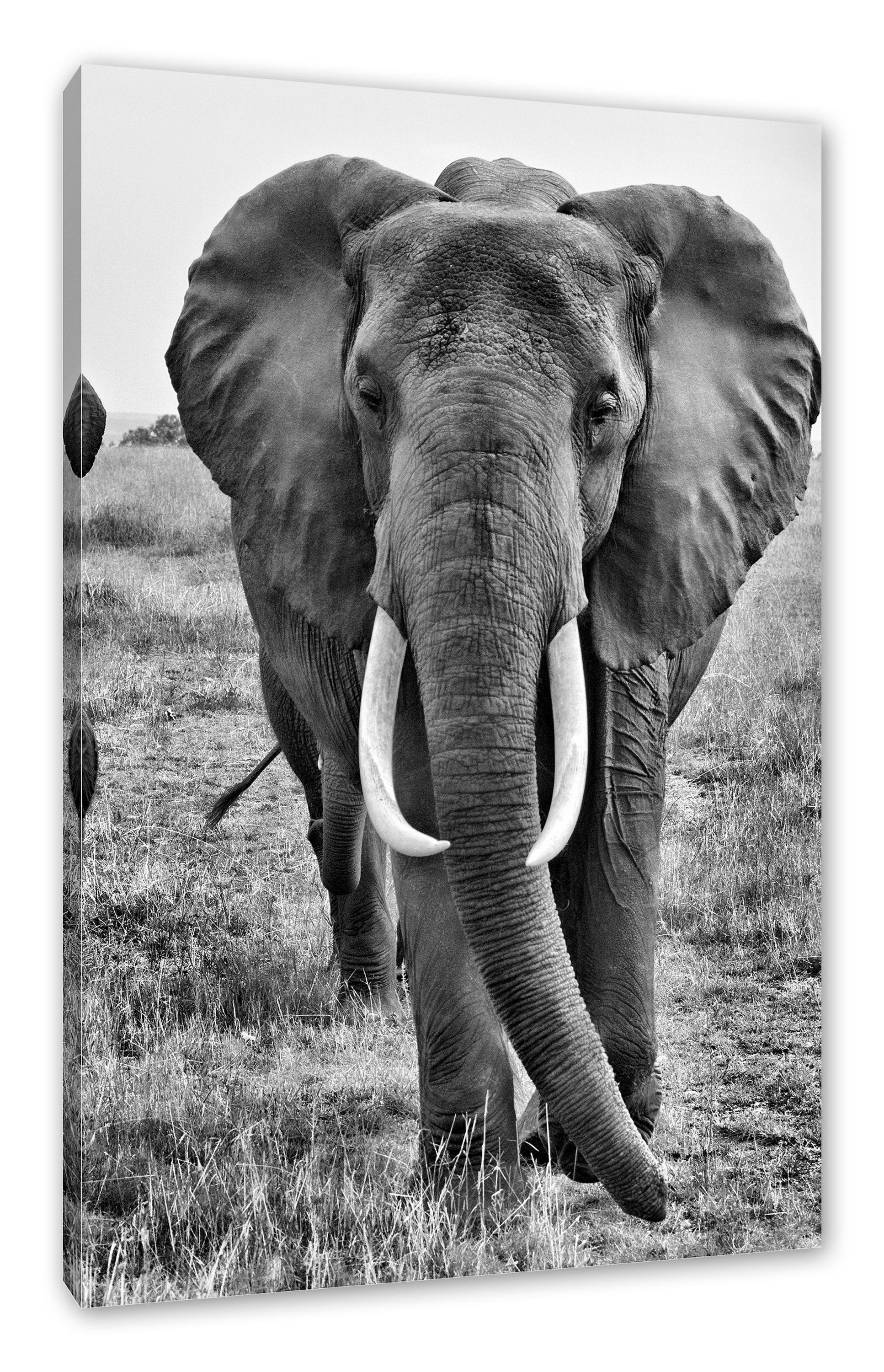 Zackenaufhänger fertig inkl. Elefantenhorde (1 große wandernde Leinwandbild St), bespannt, Pixxprint Leinwandbild große wandernde Elefantenhorde,
