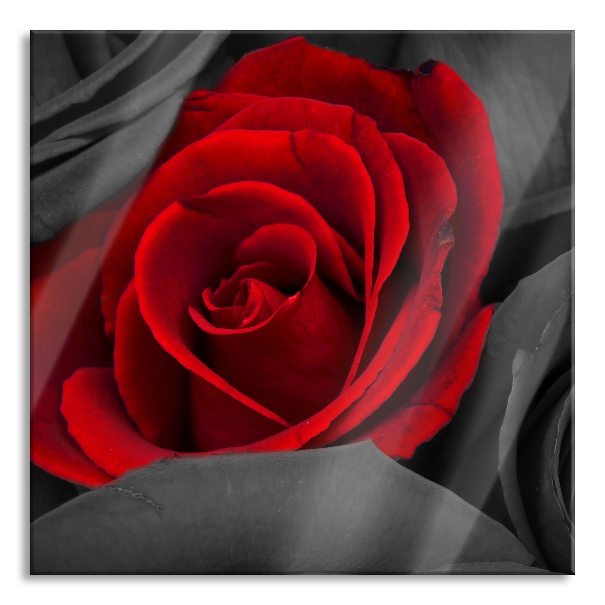 Glasbild romantische rote Rosen