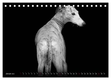 CALVENDO Wandkalender Galgo Español - der spanische Windhund 2023 (Tischkalender 2023 DIN A5 quer)