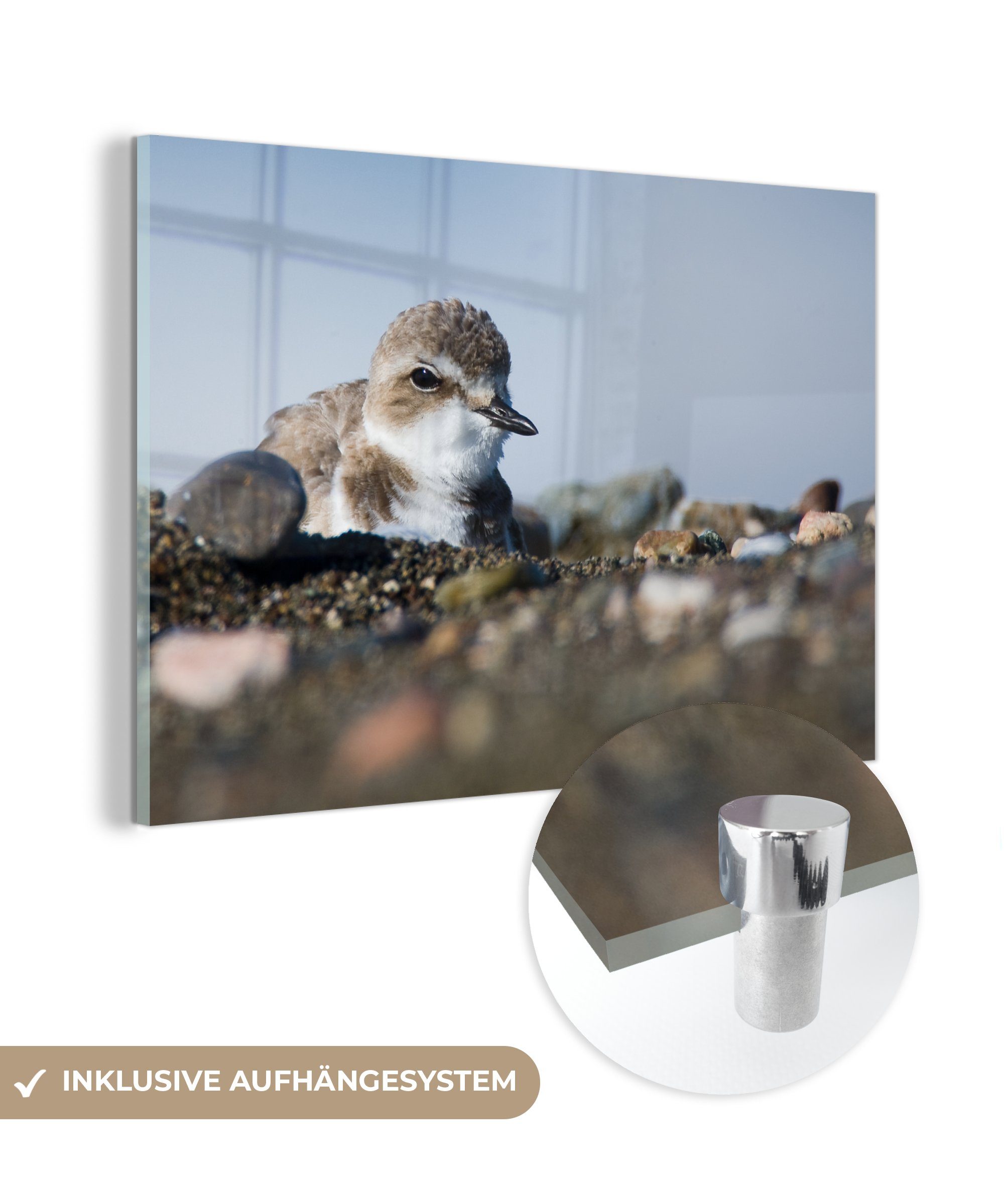 MuchoWow Acrylglasbild Sandregenpfeifer zwischen Strandsteinen, (1 St), Acrylglasbilder Wohnzimmer & Schlafzimmer