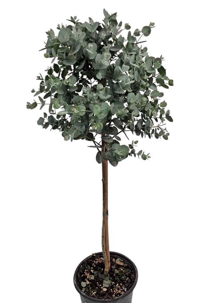 meinvipshop Zimmerpflanze Eukalyptus 80cm XXL Zimmerpflanze günstig online kaufen