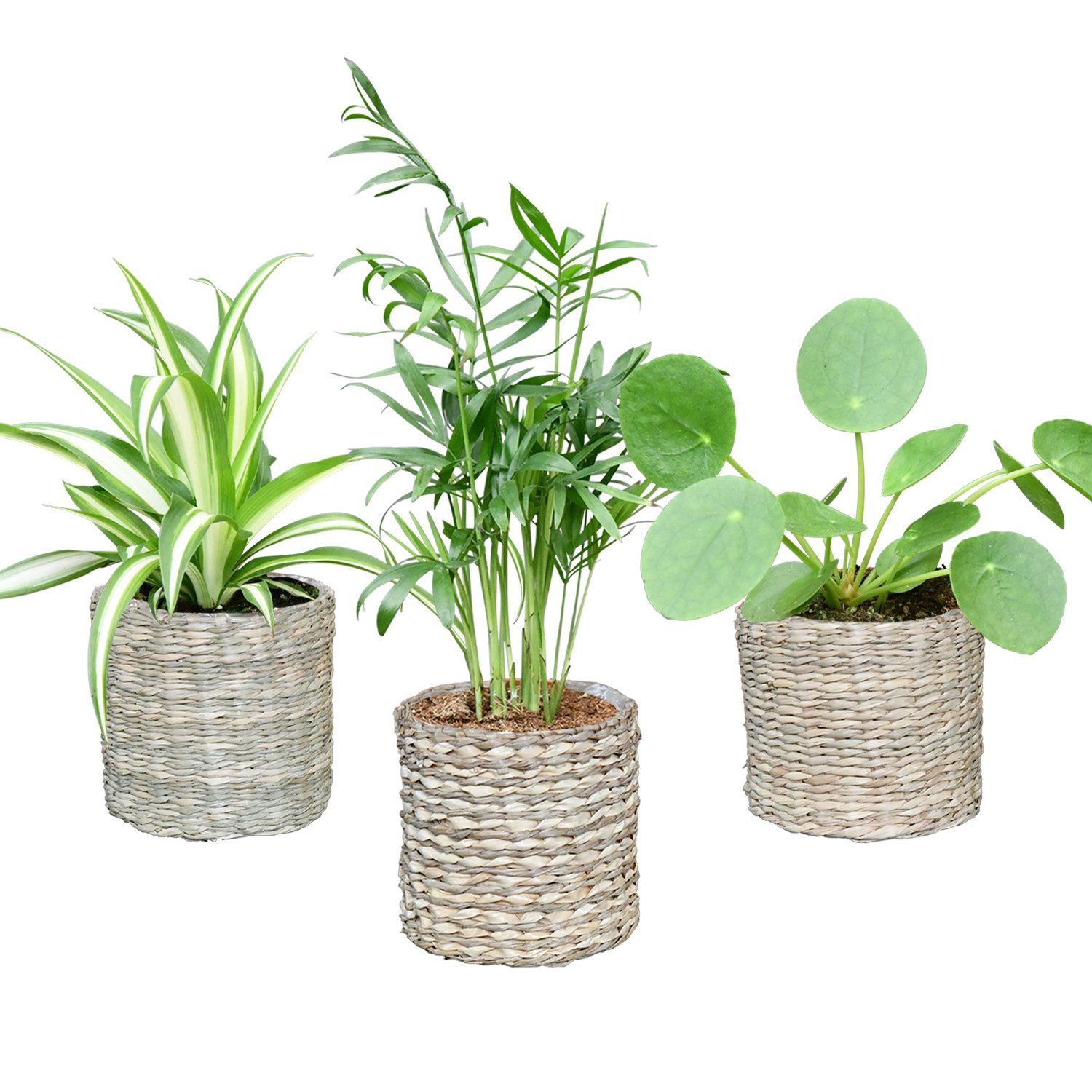 Green Me Up Zimmerpflanze Babypflanzen Trio