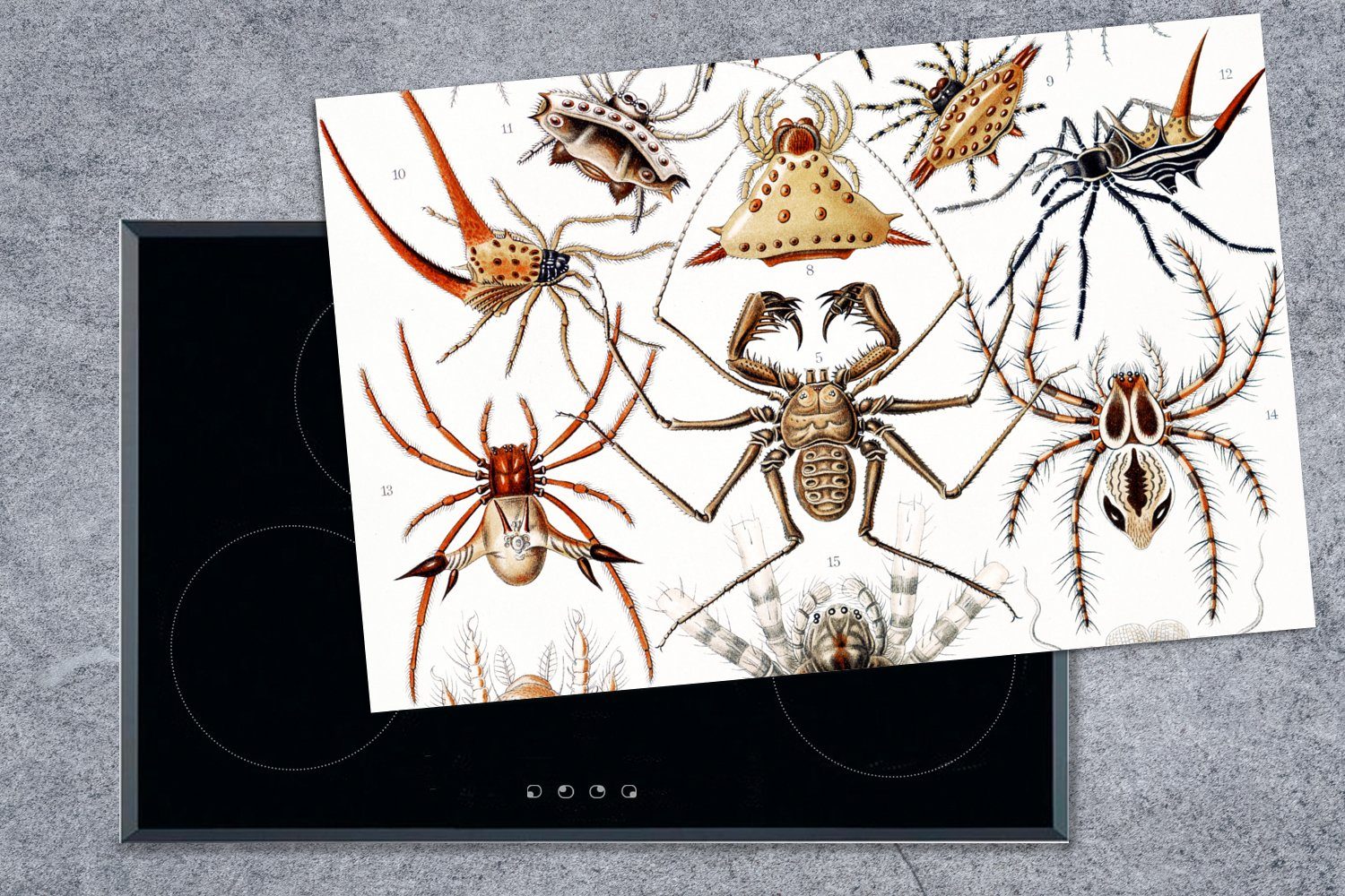 Schutz Retro Haeckel Vinyl, Induktionskochfeld MuchoWow - küche, Ceranfeldabdeckung Spinne für die (1 Ernst - - 80x52 Herdblende-/Abdeckplatte Spinnen, tlg), cm,