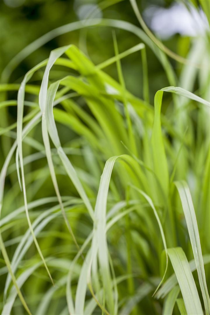 Pflanzen für Dich Gräser Calamagrostis brachytricha, 1 St., Diamantgras, Koreanisches Federborstengras, federgras, herbstblühend