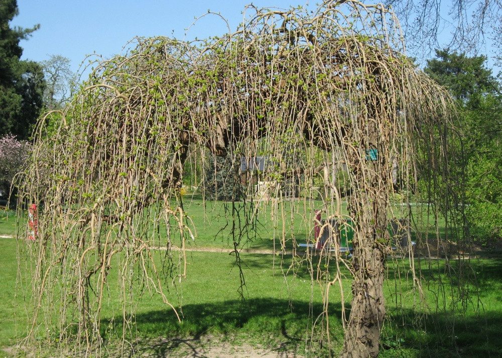SAFLAX Blumensamen SAFLAX - Samen und Substrat - Weißer Maulbeerbaum – Bild 4 von 5