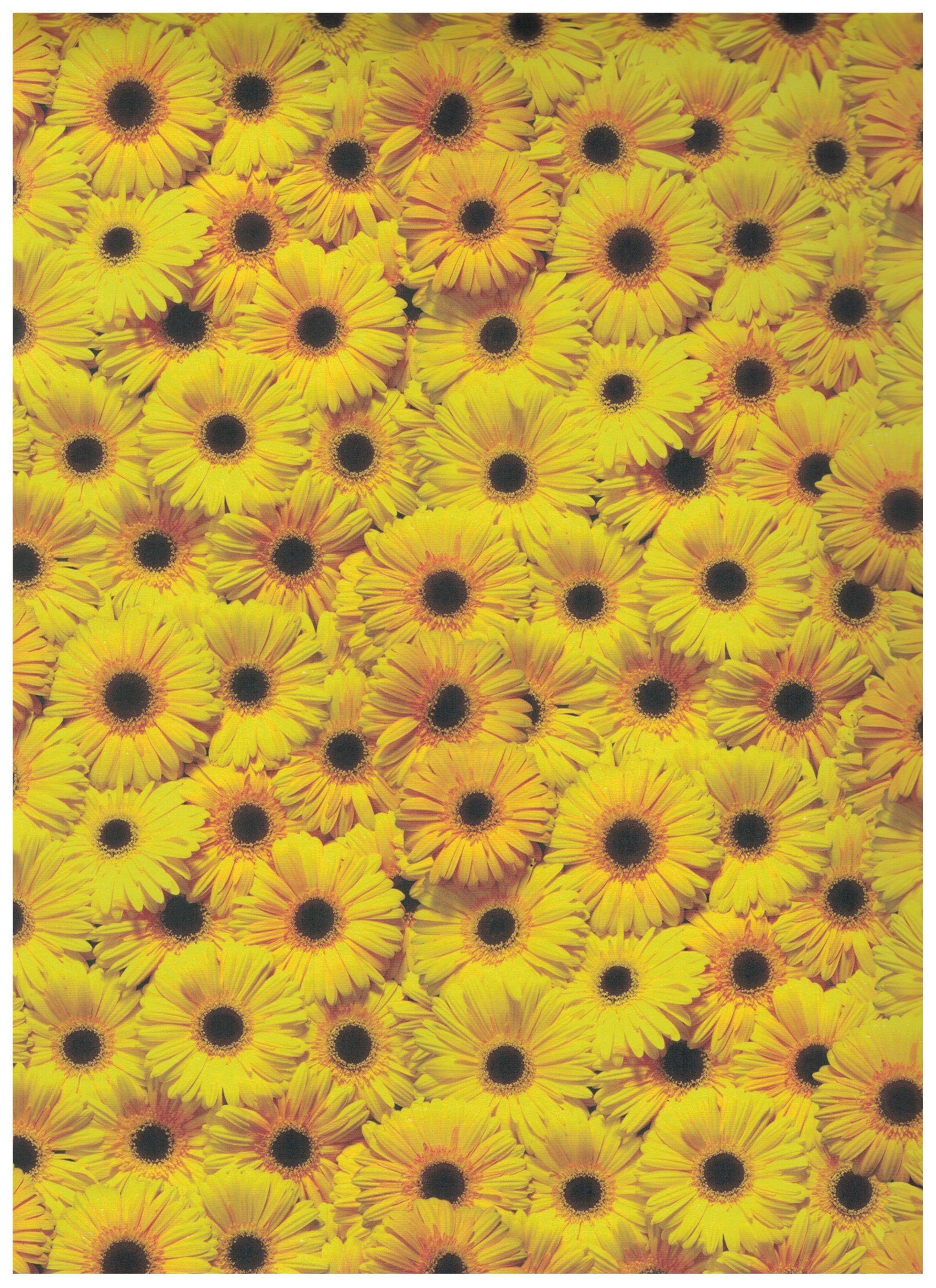 H-Erzmade Zeichenpapier Folia Bastelkarton 'Gerbera gelb', (B)500 x (H)700