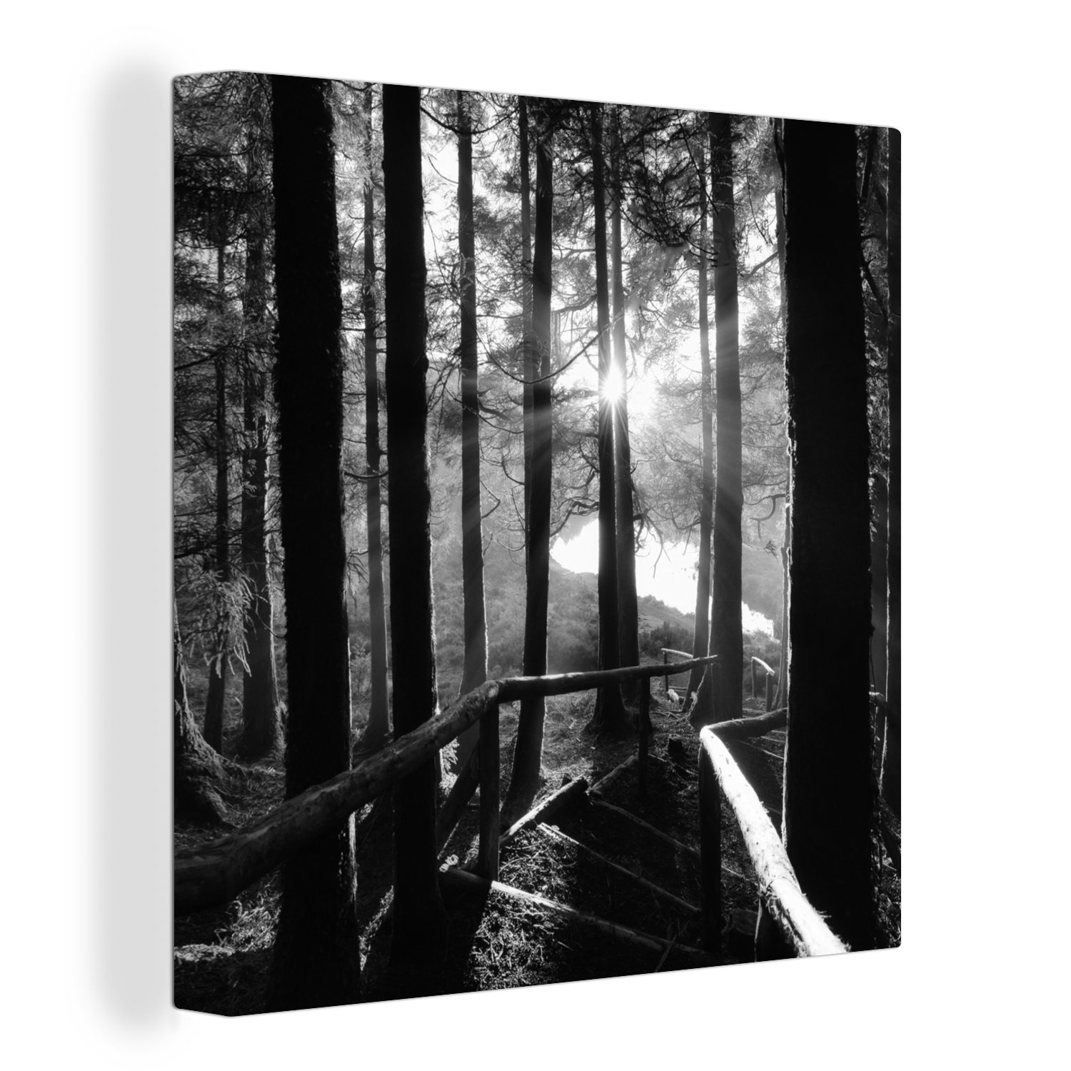 OneMillionCanvasses® Leinwandbild Wald - Treppe - Azoren - Schwarz - Weiß, (1 St), Leinwand Bilder für Wohnzimmer Schlafzimmer