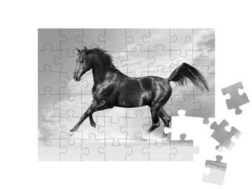 puzzleYOU Puzzle Schwarzer Araber, Pferd im Winter, 48 Puzzleteile, puzzleYOU-Kollektionen Pferde, Araber Pferde