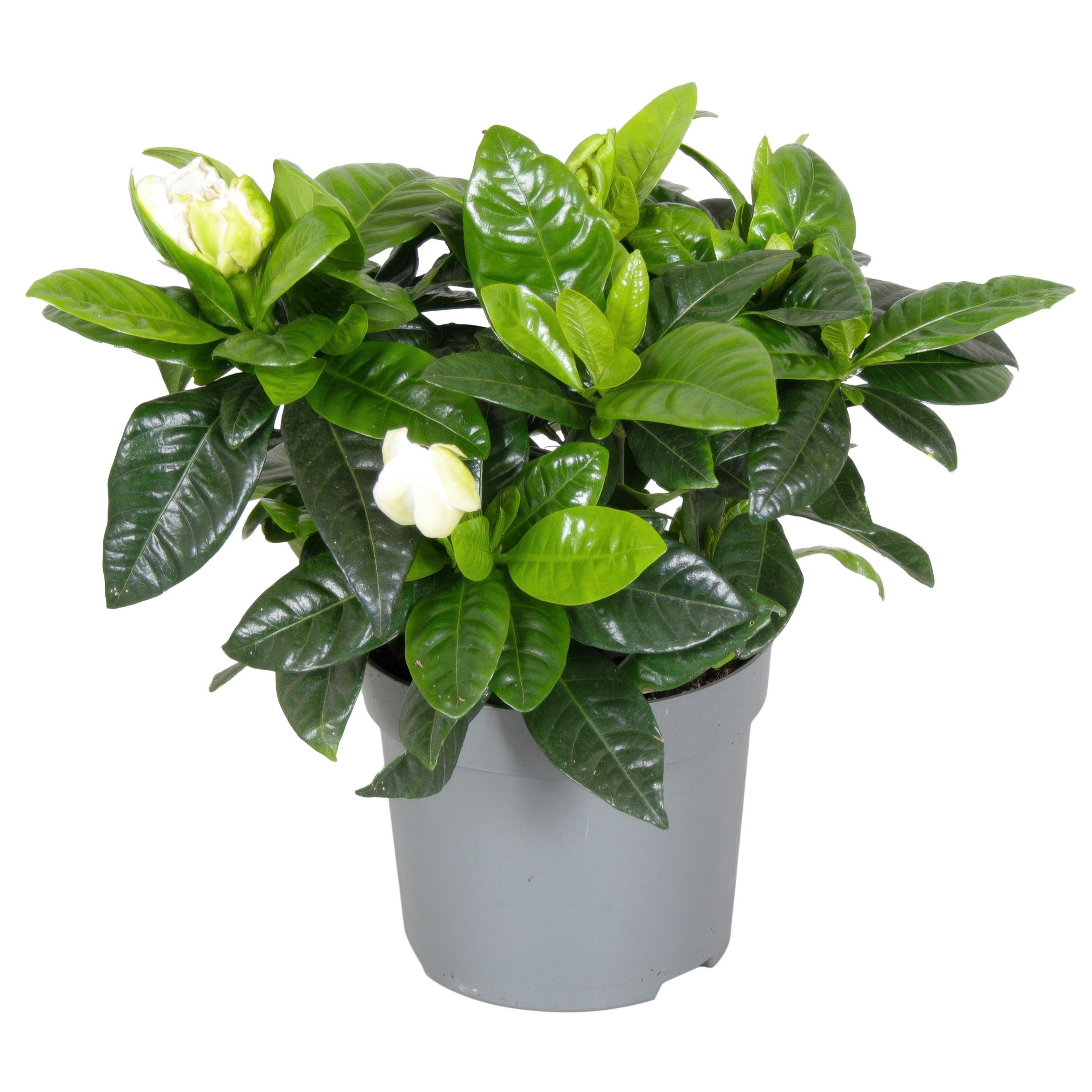 meinvipshop Topfpflanze Gardenie jasminoides Topfpflanze