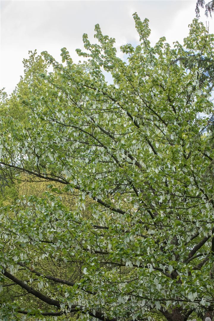 Pflanzen für Dich Baum Davidia involucrata vilmoriniana, 1 St., Taschentuchbaum, Taubenbaum, taschentuchbaum, weiße Hochblätter