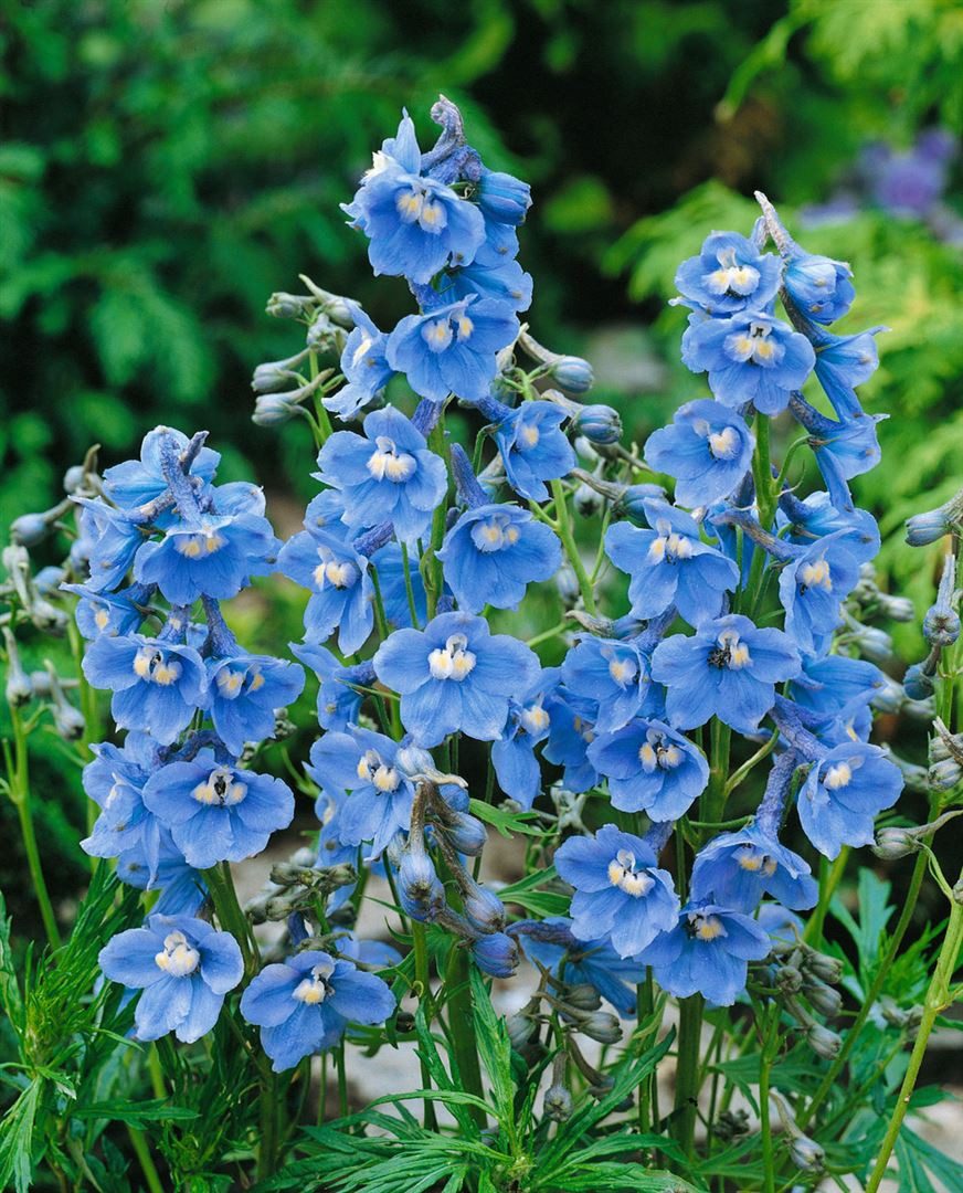 Pflanzen für Dich Staude Delphinium bellad. Cliveden Beauty, 1 St., Rittersporn
