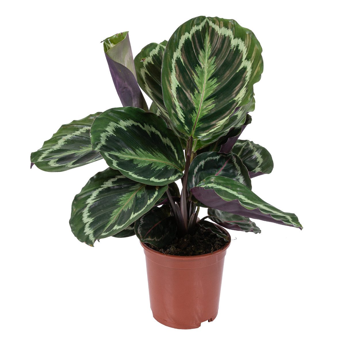 Bloomique Zimmerpflanze Bloomique - Calathea Medaillon - Pfauenpflanze - Zimmerpflanzen - Luft, 1 St.