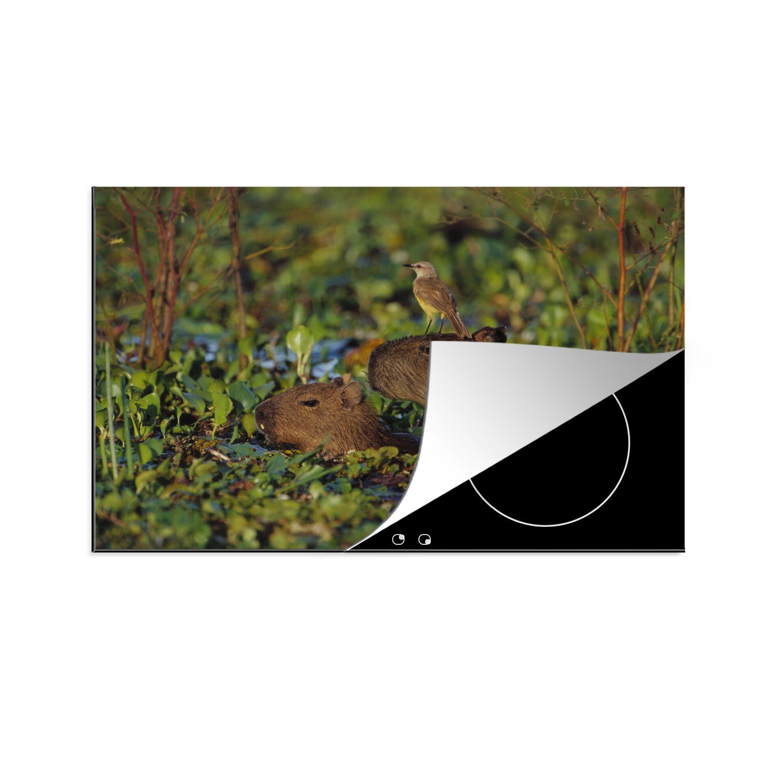 MuchoWow Herdblende-/Abdeckplatte Capybara - Vogel - Sumpf, Vinyl, (1 tlg), 81x52 cm, Induktionskochfeld Schutz für die küche, Ceranfeldabdeckung
