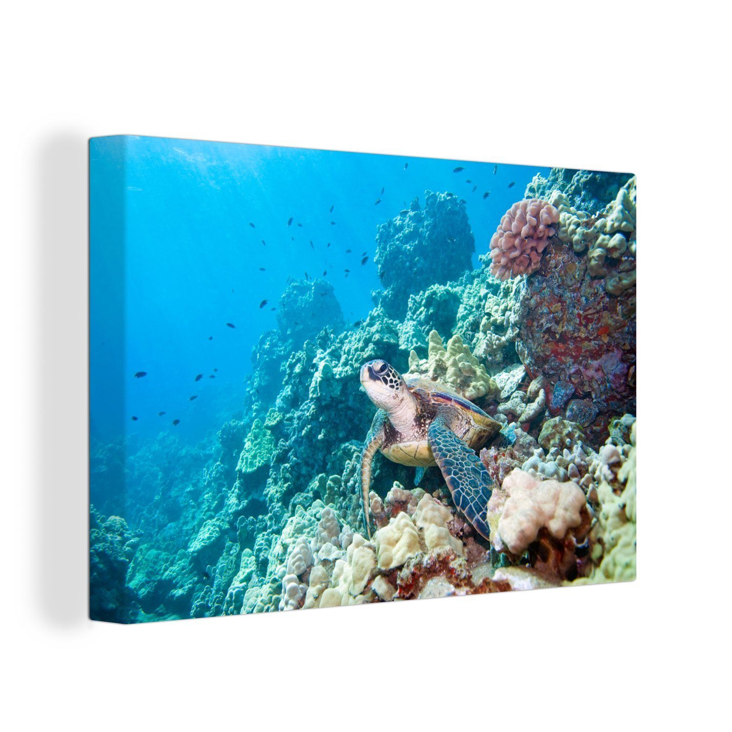 OneMillionCanvasses® Leinwandbild Grüne Meeresschildkröte im Great Barrier Reef, (1 St), Wandbild Leinwandbilder, Aufhängefertig, Wanddeko, 30x20 cm