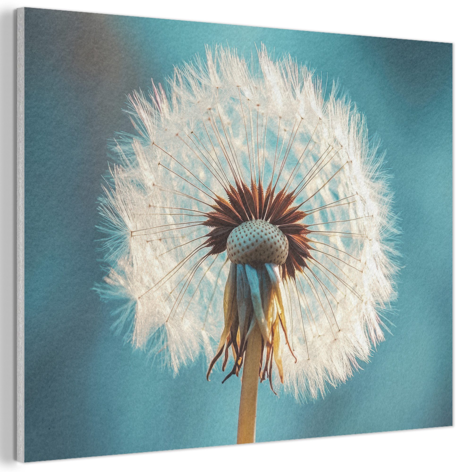 MuchoWow Gemälde Löwenzahn - Natur - Blumen - Blau, Fotodruck (1 St), Akustikpaneele PET-Filz, Akustikbild, Schalldämmung, Deko 40x30 cm