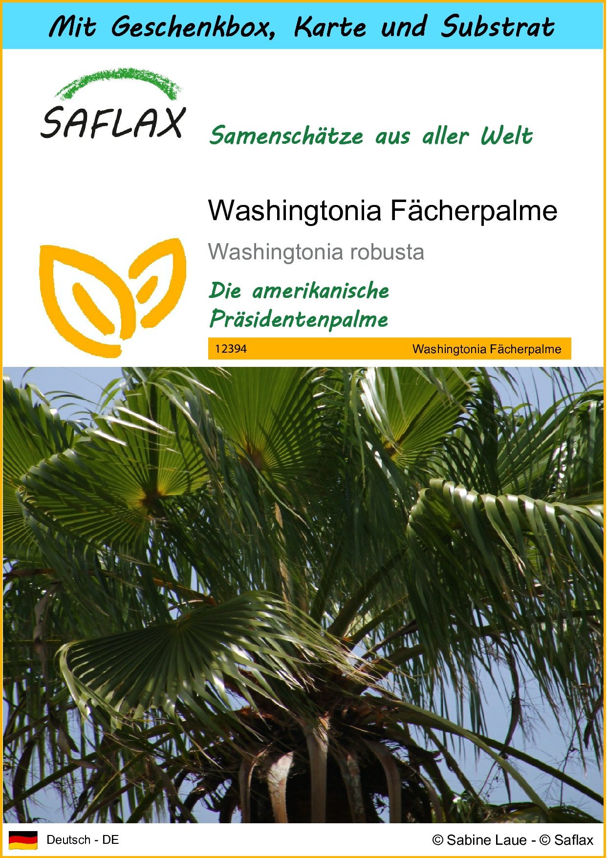 SAFLAX Blumensamen SAFLAX - Geschenkset - Washingtonia Fächerpalme