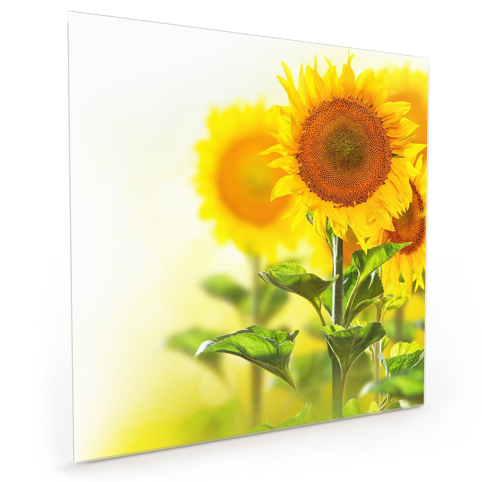 Primedeco Küchenrückwand Küchenrückwand Spritzschutz Glas mit Motiv Sonnenblumenzweige