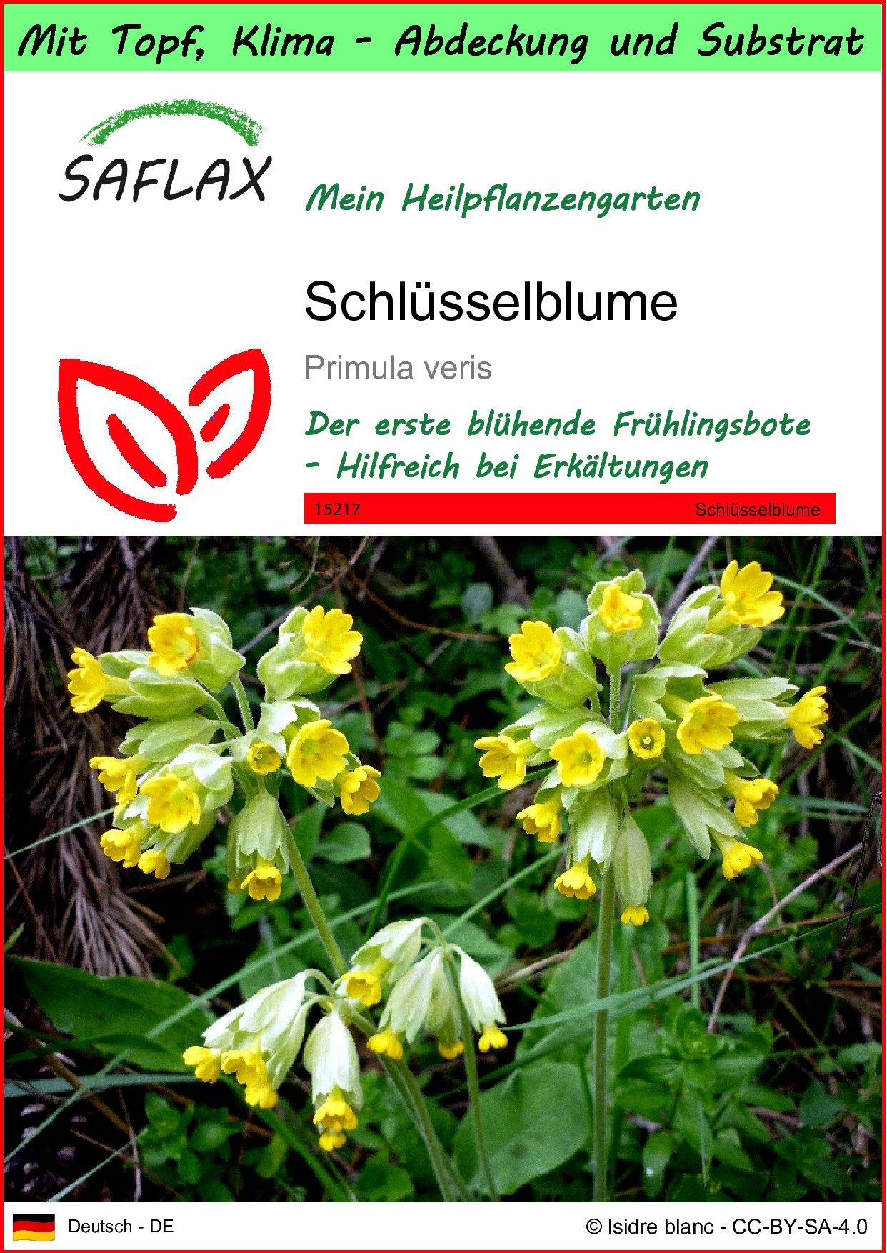 Blumensamen SAFLAX - Garden to go - Schlüsselblume