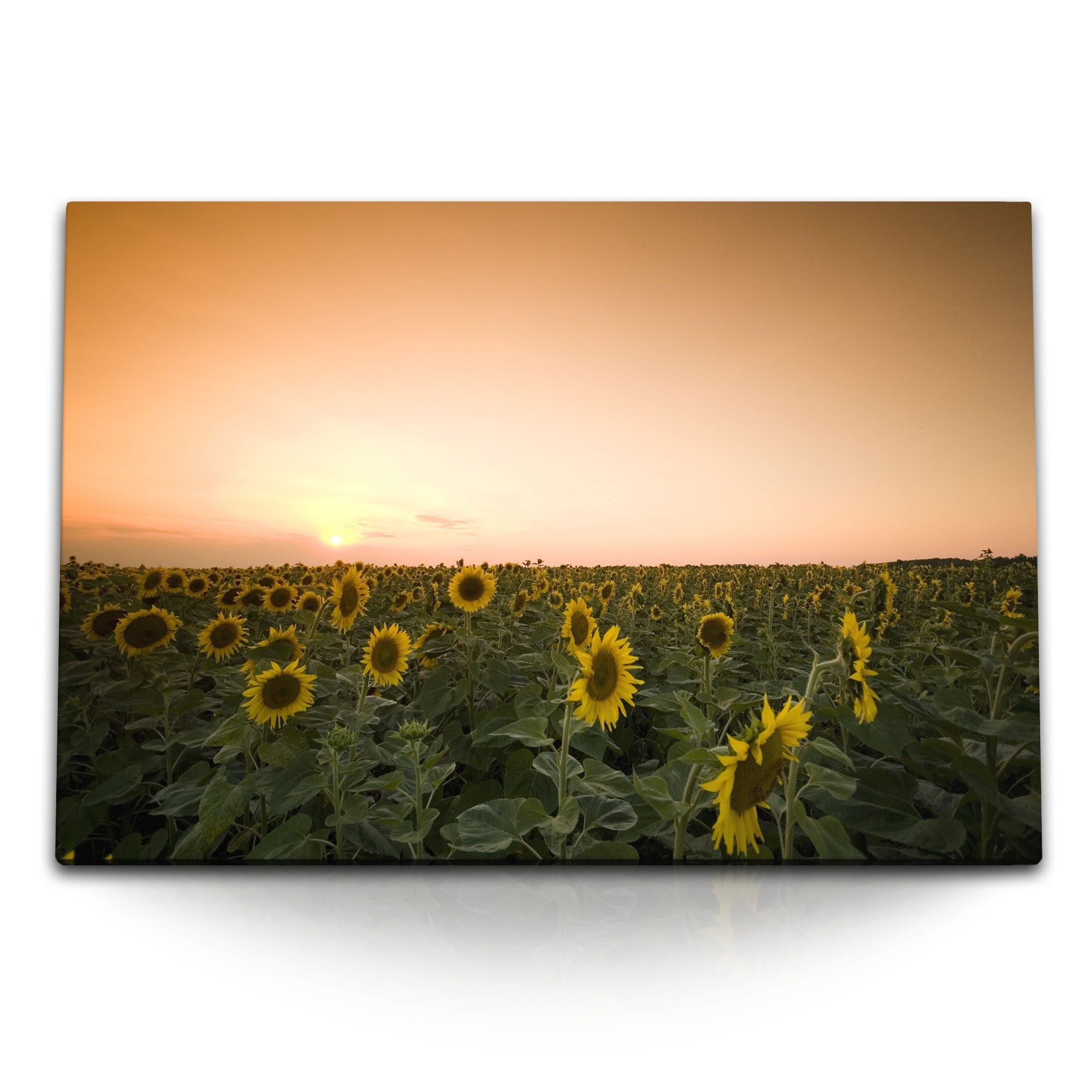 Leinwandbild 120x80cm Wandbild auf Leinwand Sonnenblumen Sonnenblumenfeld Horizont