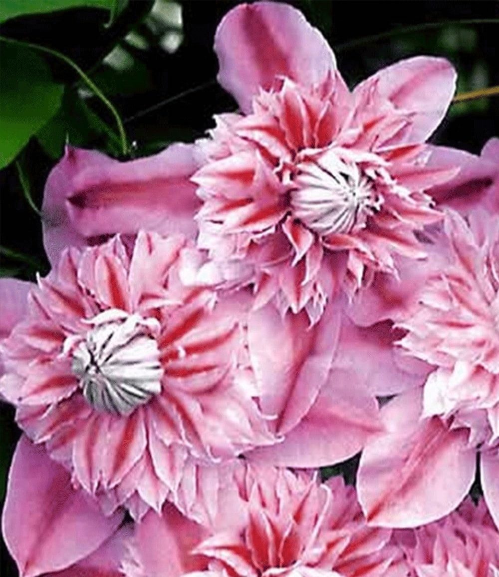 BALDUR Garten Zierstrauch Clematis 'Josephine TM Evijohill N', 1 St., Duftclematis, winterhart, mehrjährig