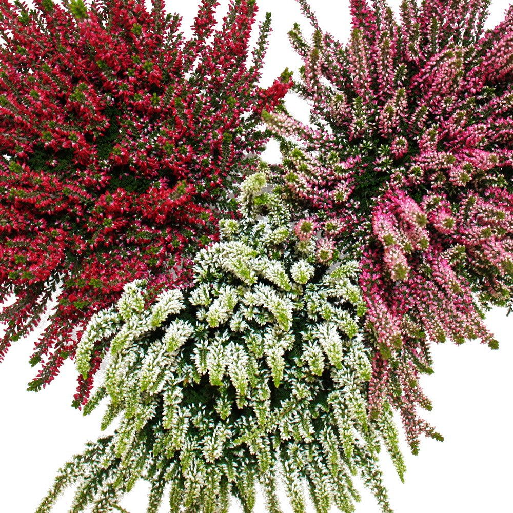 Exotenherz Beetpflanze Calluna vulgaris 6er Set Besenheide Heidepflanze winterhart 11cm Topf
