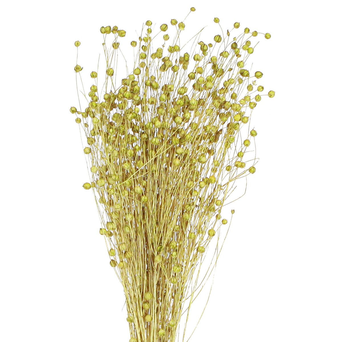 Trockenblume Deko Flachs Trockenblumen Olivgrün Naturdeko 50g, Viana, Höhe 55 cm